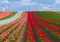 Sea of flowers from colorful blooming tulips with waves on a field Royalty Free Stock Photo